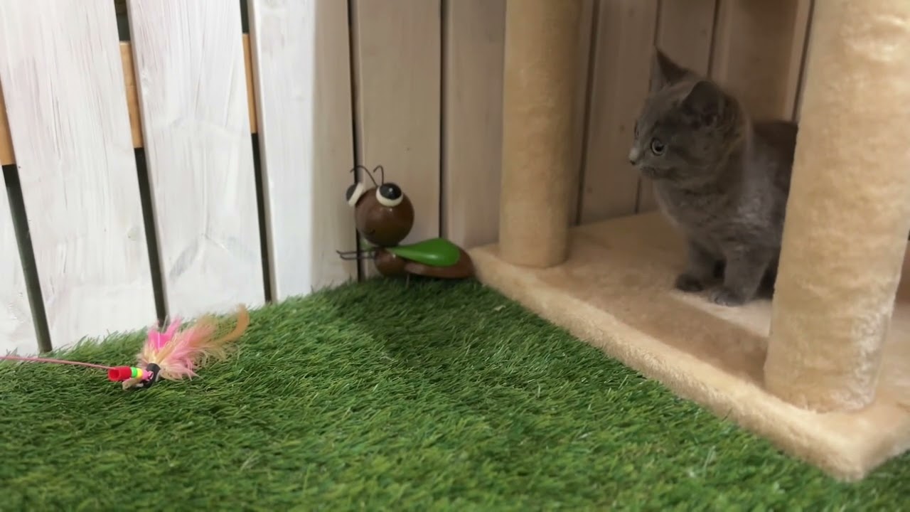 シャルトリュー の女の子　20230110