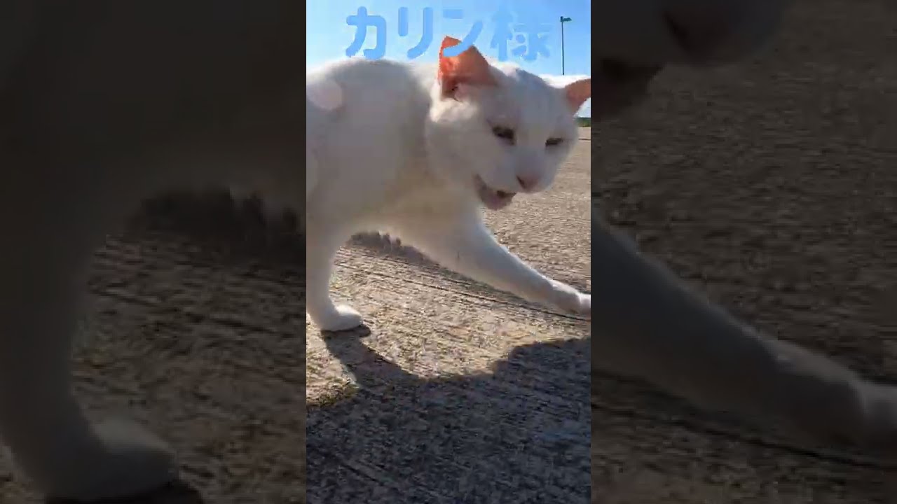 あの凶暴猫のカリン様 久々の唸り走り‼️ Ferocious cat #shorts