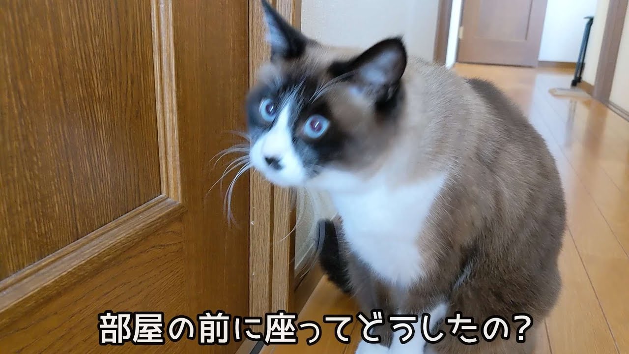 2階で猫が鳴いていた本当の理由は…