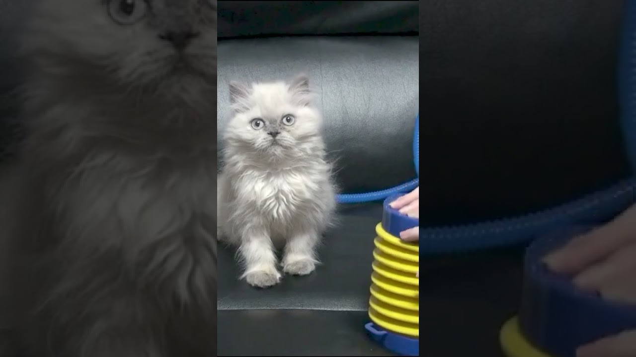 子猫をポンプで膨らませてみました【ヒマラヤン猫】#shorts