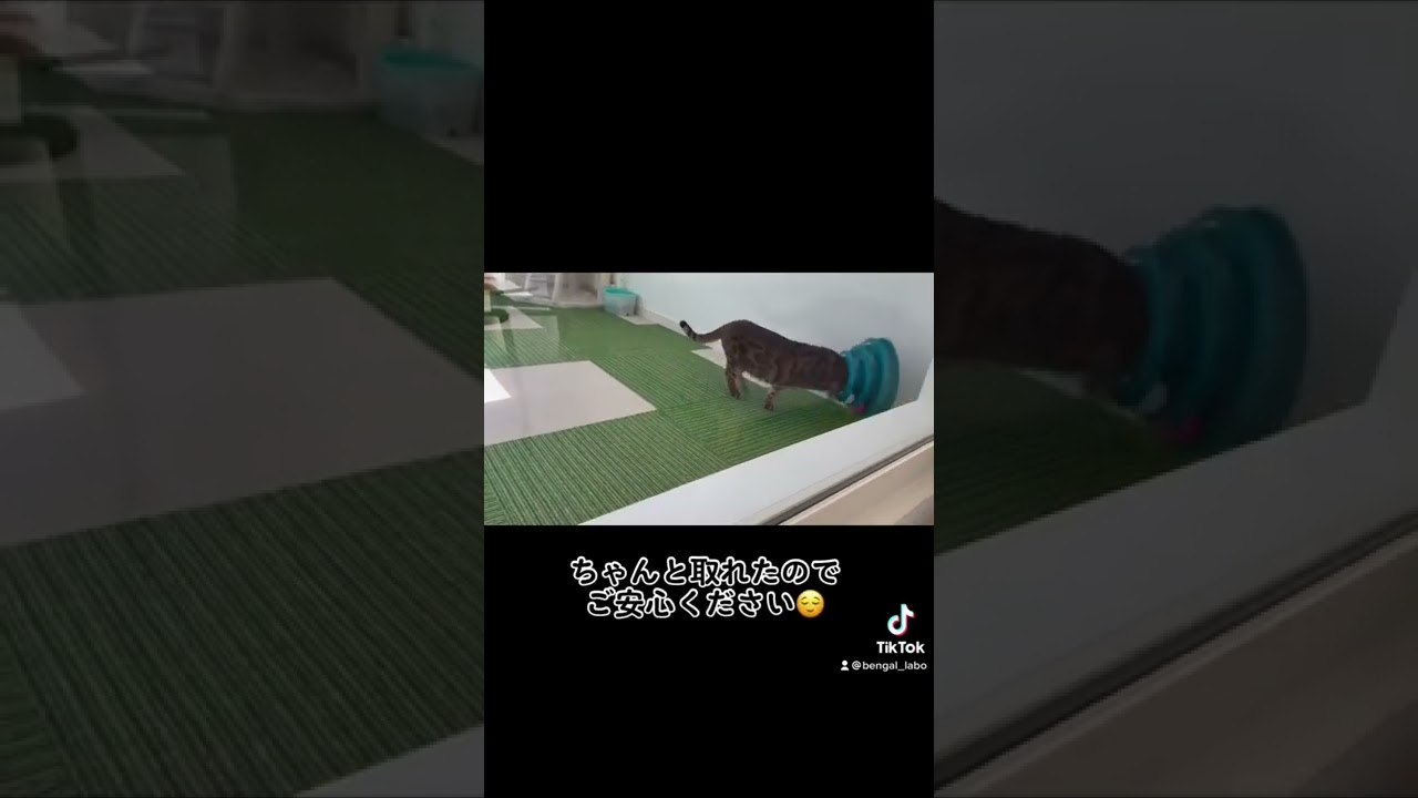 全て計算済み　#shorts #ベンガル猫 #ねこのおもちゃ