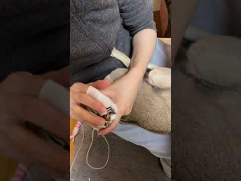 シンガプーラのきなこ、上手に歯磨き