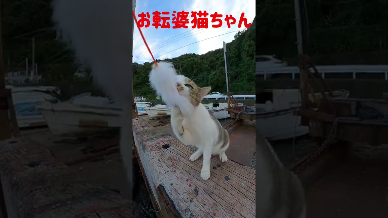 カリン様に連続猫パンチするお転婆猫ちゃん Ferocious cat #shorts