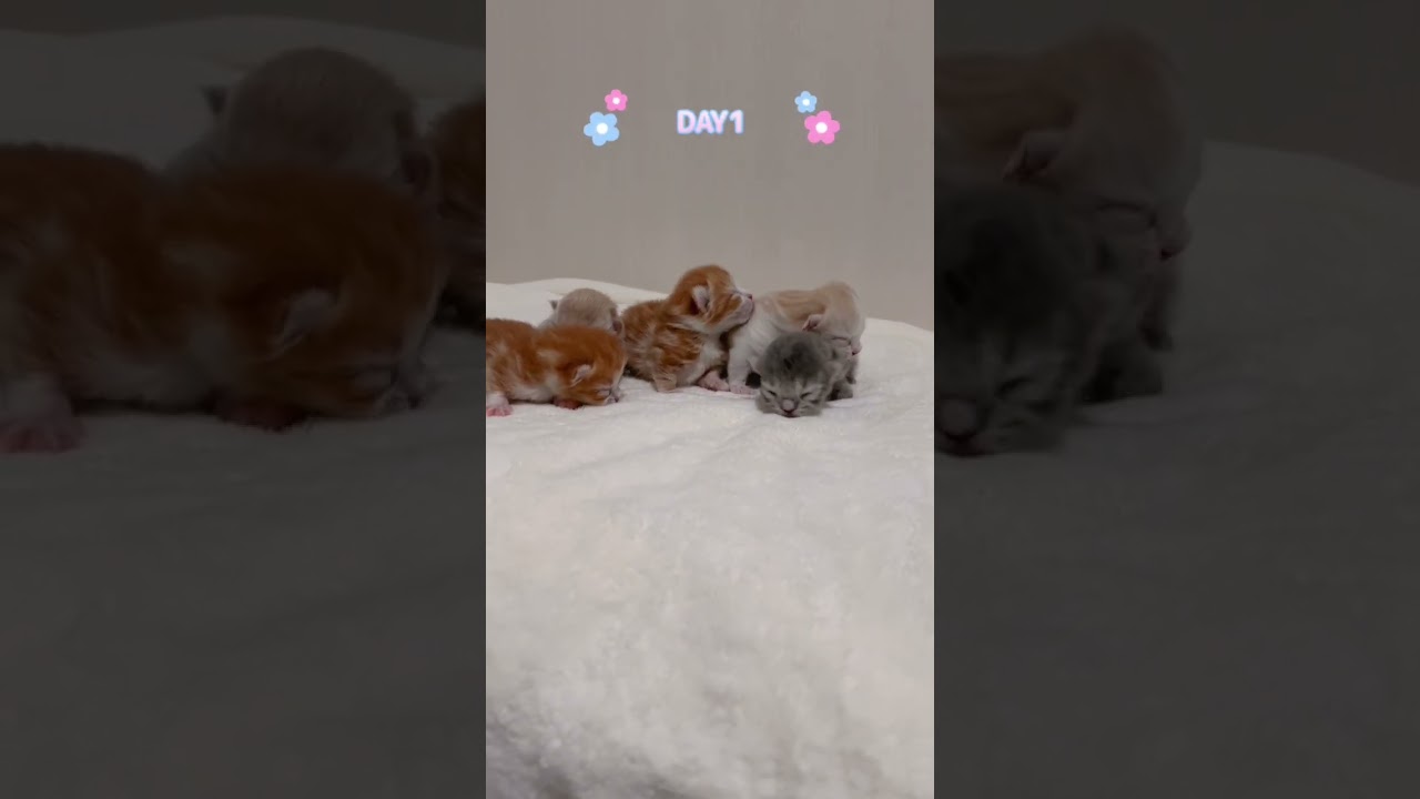 【今日もふ】マンチカン子猫♡DAY1【2023年1月5日】