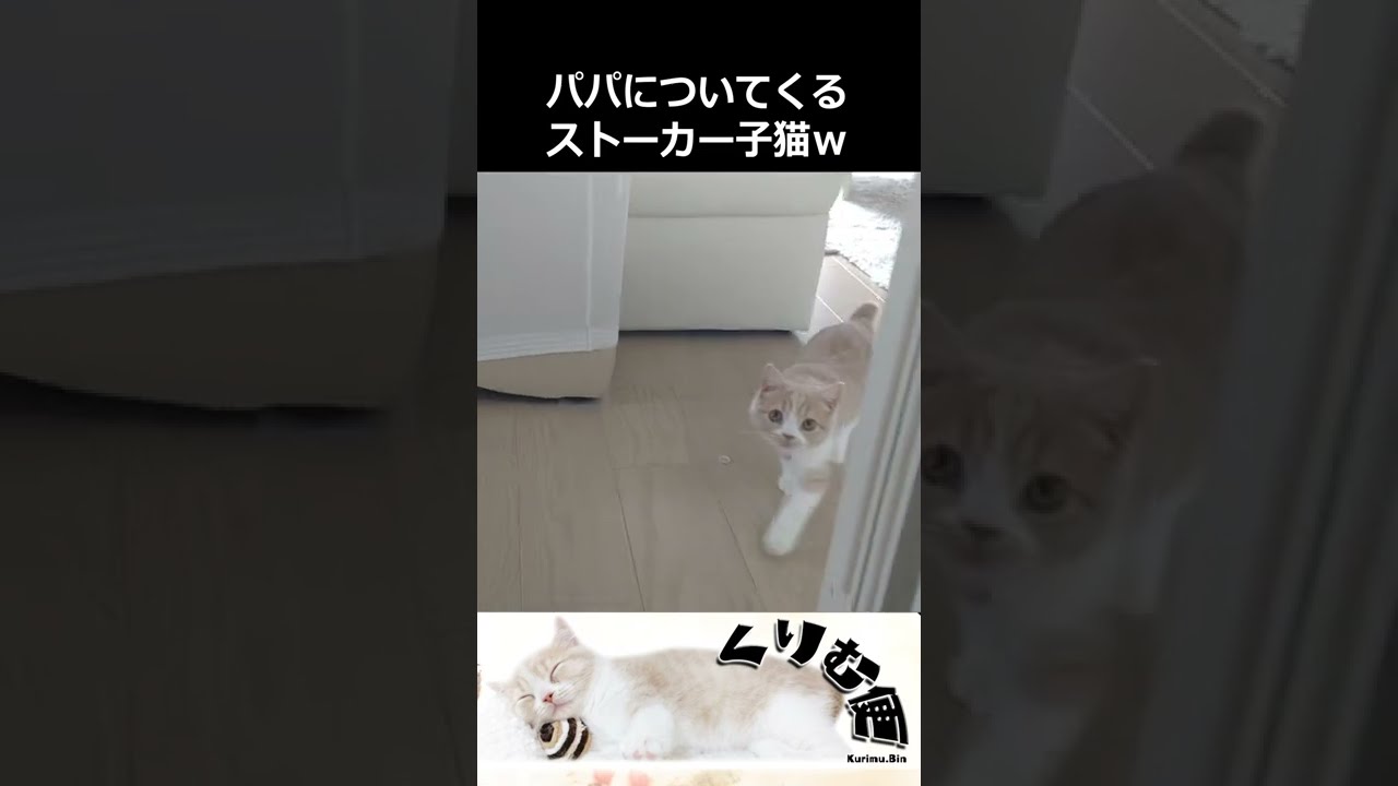 パパについてくるストーカー子猫が可愛いかったｗ【スコティッシュフォールド】 #shorts