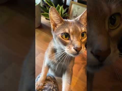 アビシニアンとの日常4【エサをねだる】