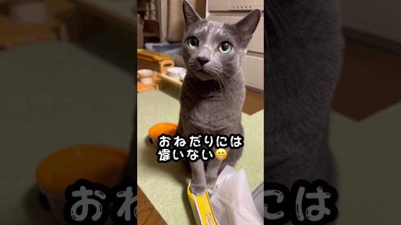 【ロシアンブルー】めろん、乗るとこ間違えてない⁇【猫】#shorts