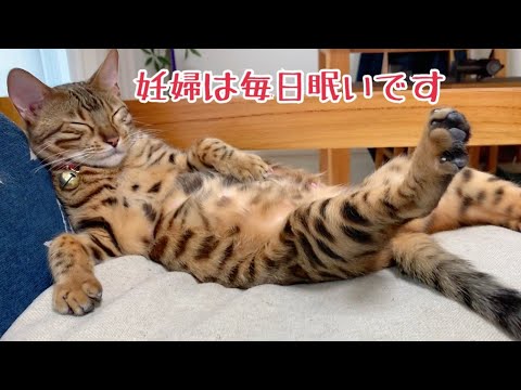 出産直前のベンガル猫ベル #shorts