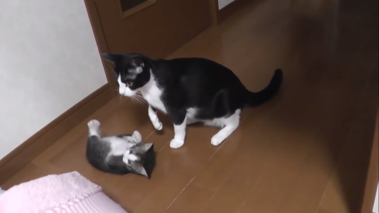 教育熱心な母猫に何故か怒られる子猫