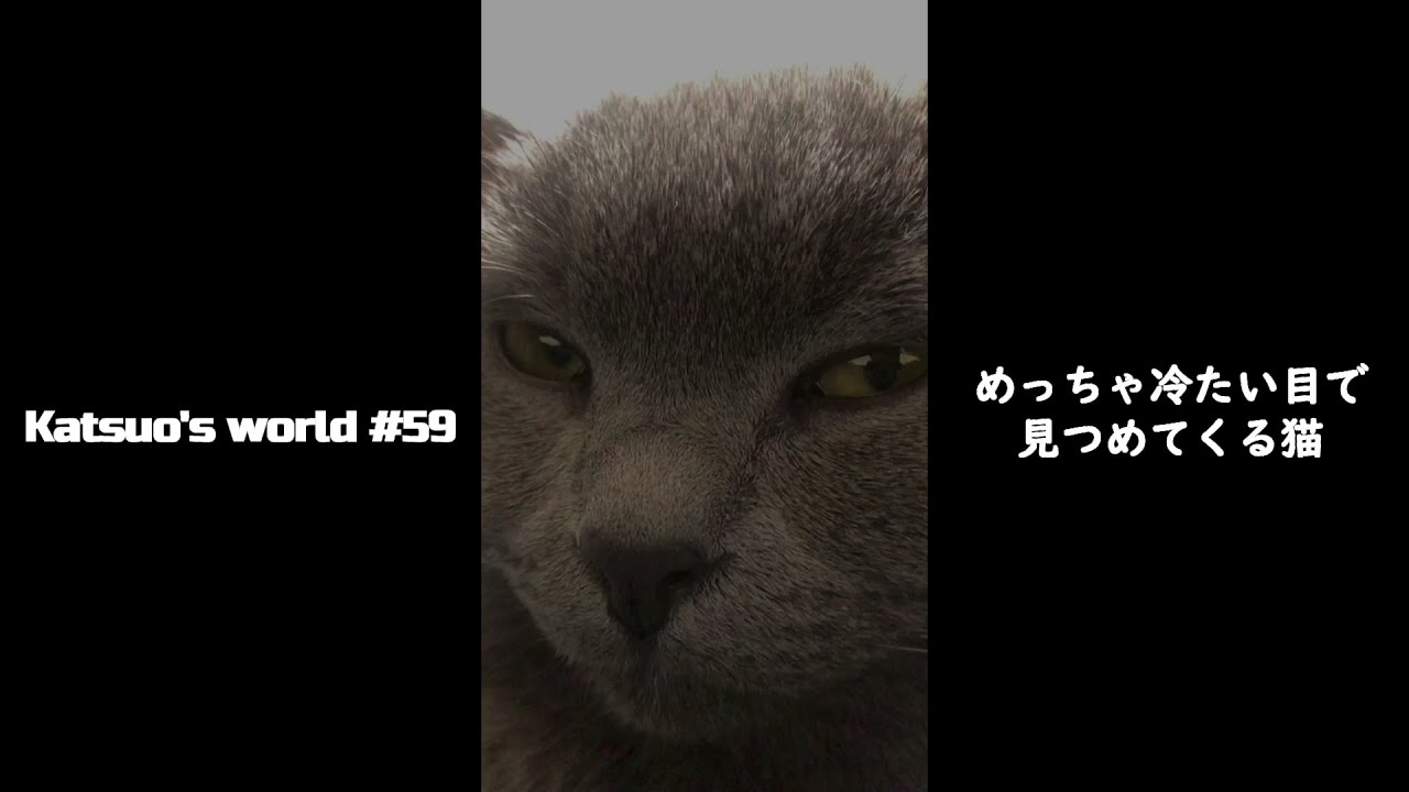 【Shorts】めっちゃ冷たい目で見つめてくる猫【シャルトリュー/猫のかわいい動画】