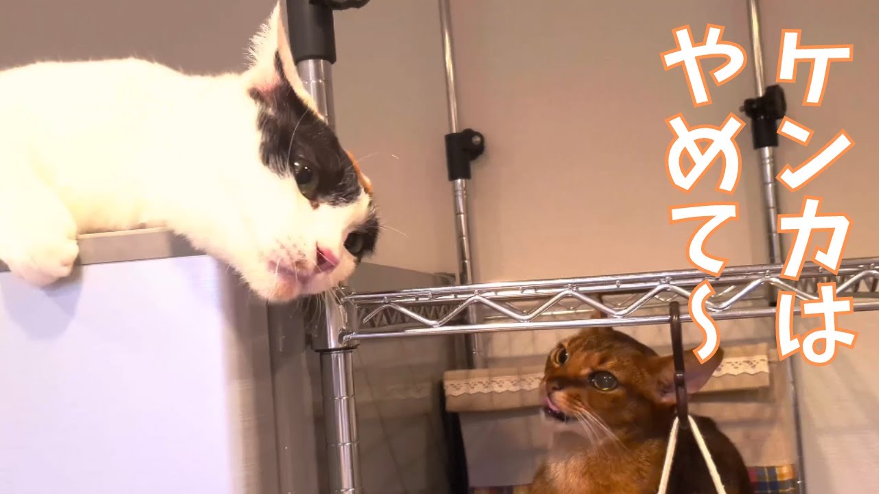 アビシニアンvs三毛猫！ケンカはやめてくれ～！！冷蔵庫前での縄張り争い