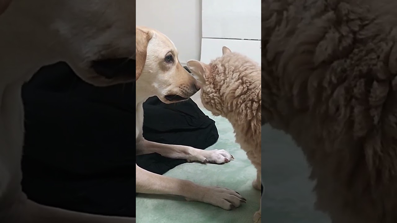 全国のワンコのムキムキ顔好きな方へ。#犬 #dog #ラブラドールレトリバー #猫 #cat #セルカークレックス #ムキ顔 #怒ってない