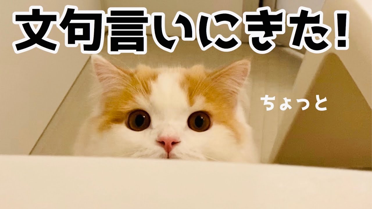 朝起きたら主がいなくてうにゃうにゃ文句言いにきたモフ猫【スコティッシュフォールド】