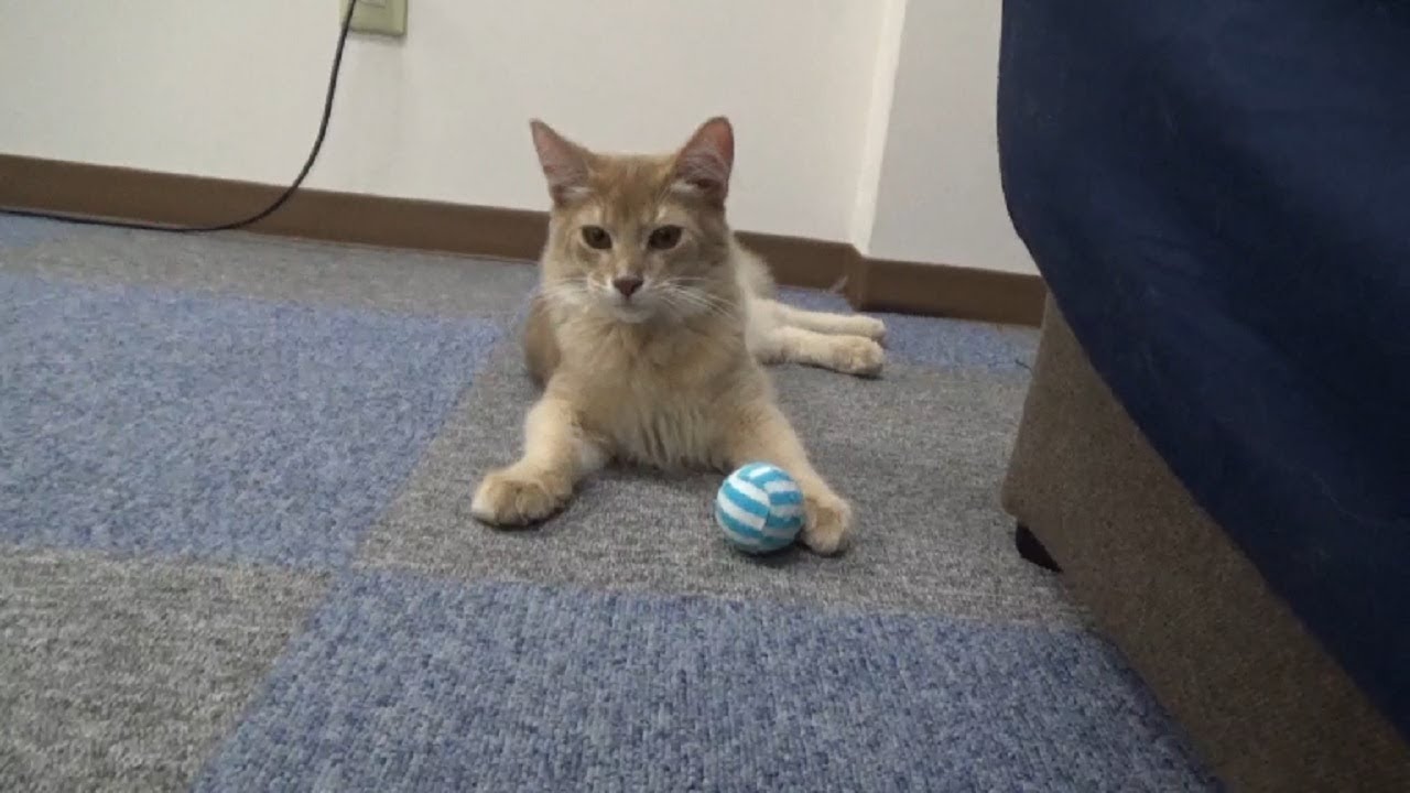 [ソマリ]　たくましく成長中