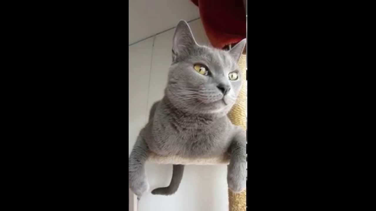 シャルトリュー・パリス君　タワーでプルプル