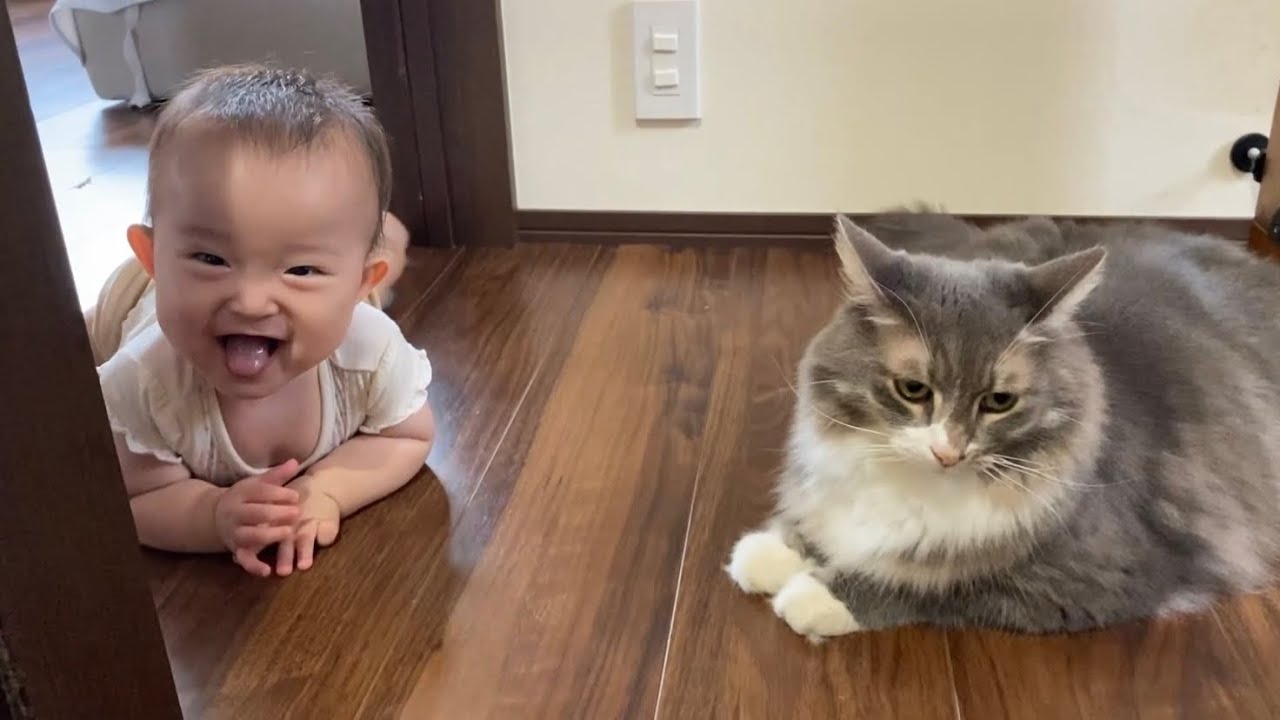 寝ている赤ちゃんには距離近過ぎる猫　ノルウェージャンフォレストキャットA cat that is too close to a sleeping baby. Norwegian Forest Cat.