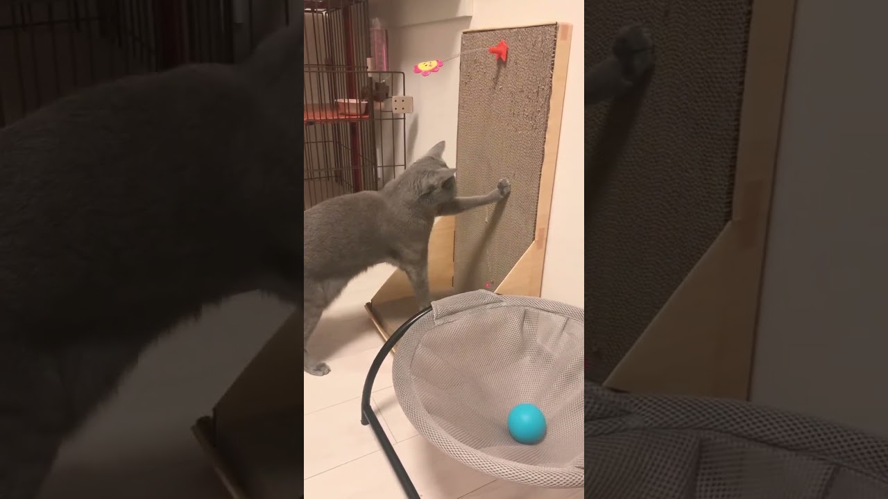 お顔くるくる猫🐱 #ロシアンブルー #しっぽ吸い #癒し猫動画