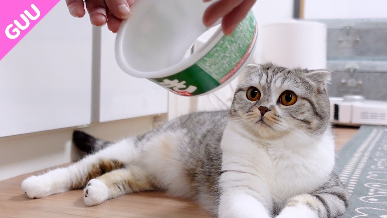猫のエリザベスカラーおすすめはコレ！［スコティッシュフォールド］