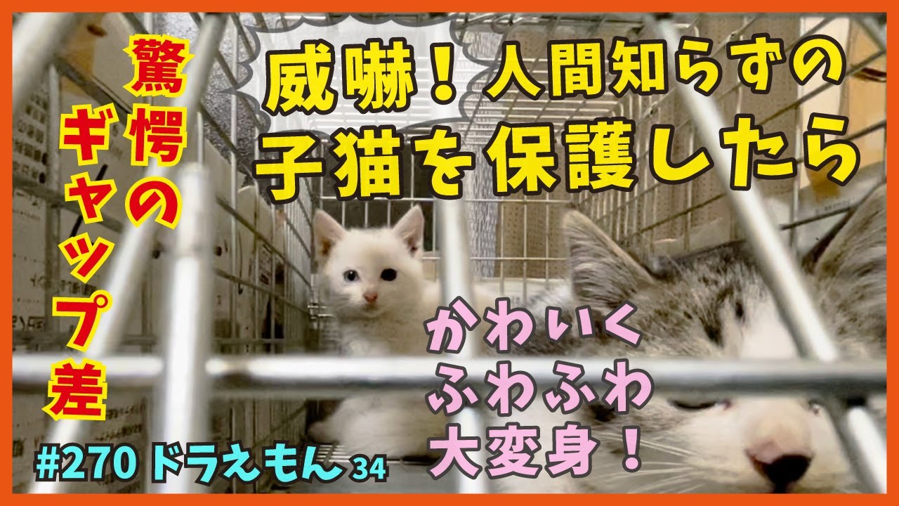 34草むらにいた子猫を保護したら、可愛く大変身❗天然ふわふわ時々暴走オモシロ子猫へ【ドラえもん・TNRで保護】happy to see happy kittens