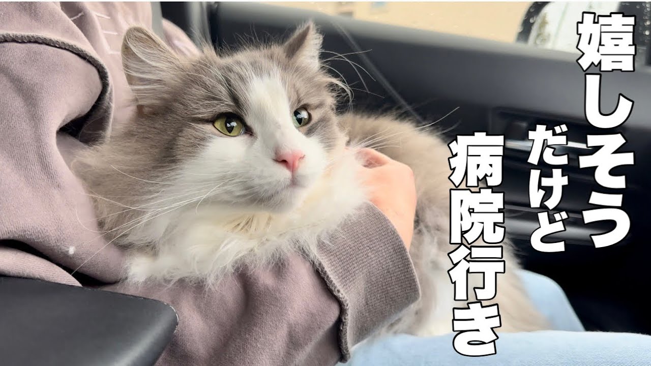 ドライブに見えるけど猫病院行くとこ💦早く行こうと急かしてきたノルウェージャンフォレストキャット