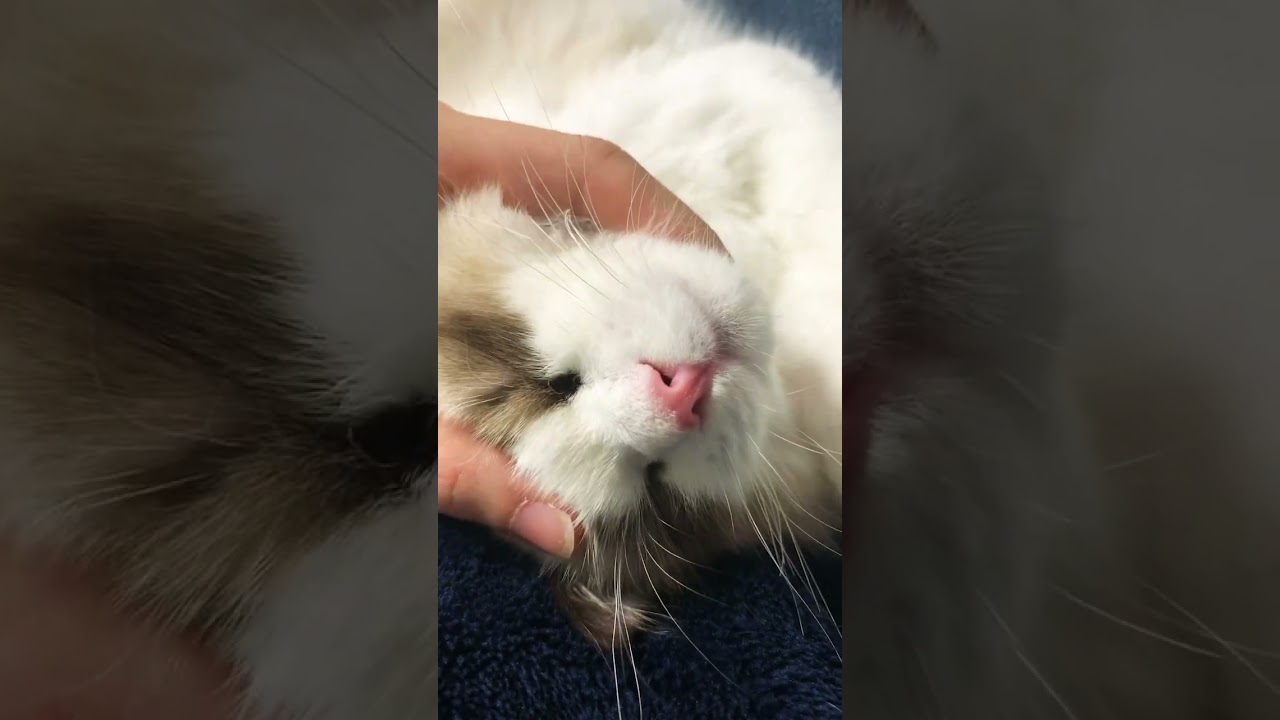 何されても起きない猫　#ラグドール #猫 #ねこのいる生活