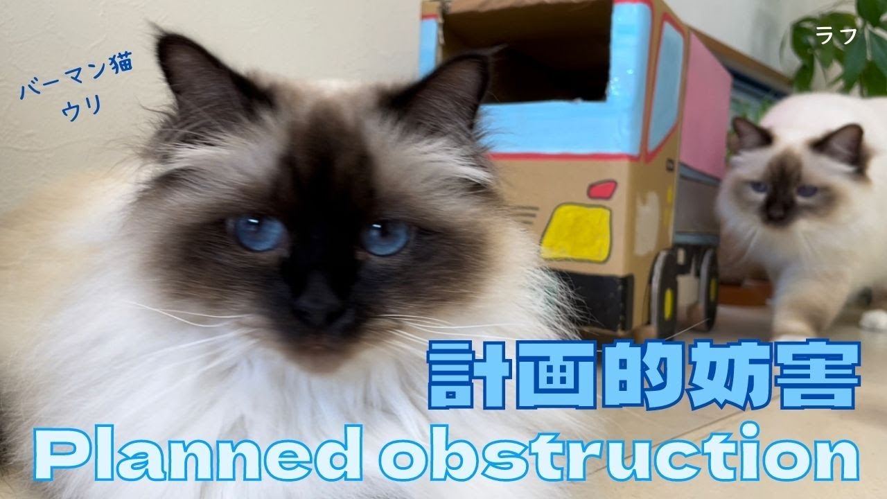 バーマン猫ウリとラフ【計画的妨害】Planned obstruction（バーマン猫）Birman/Cat