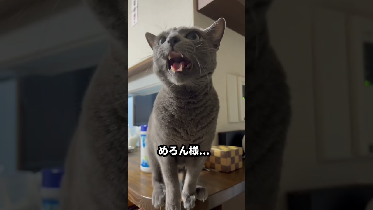 【ロシアンブルー】どうしても抱っこしてほしいめろん😌【猫】#shorts