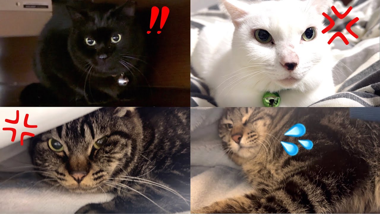 実家猫に微塵も歓迎されません…