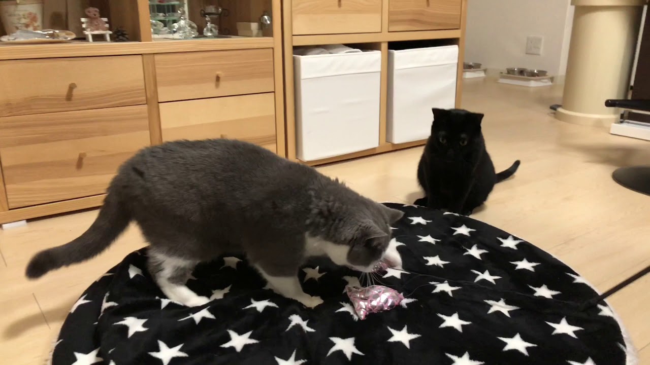 2018/03/23　セルカークレックスの梅子vol.302