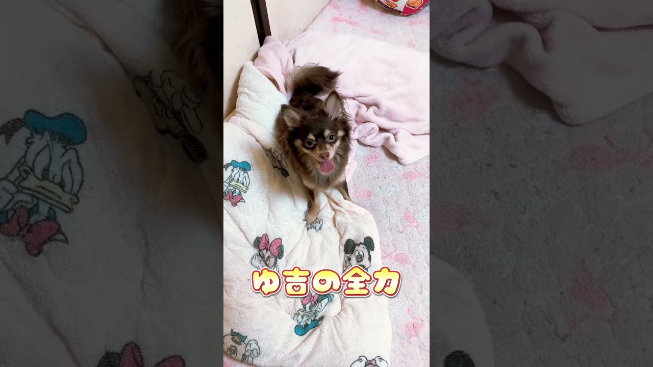 子いっぬの全力スフィンクス【極小チワワ子犬】 #shorts #tiktok