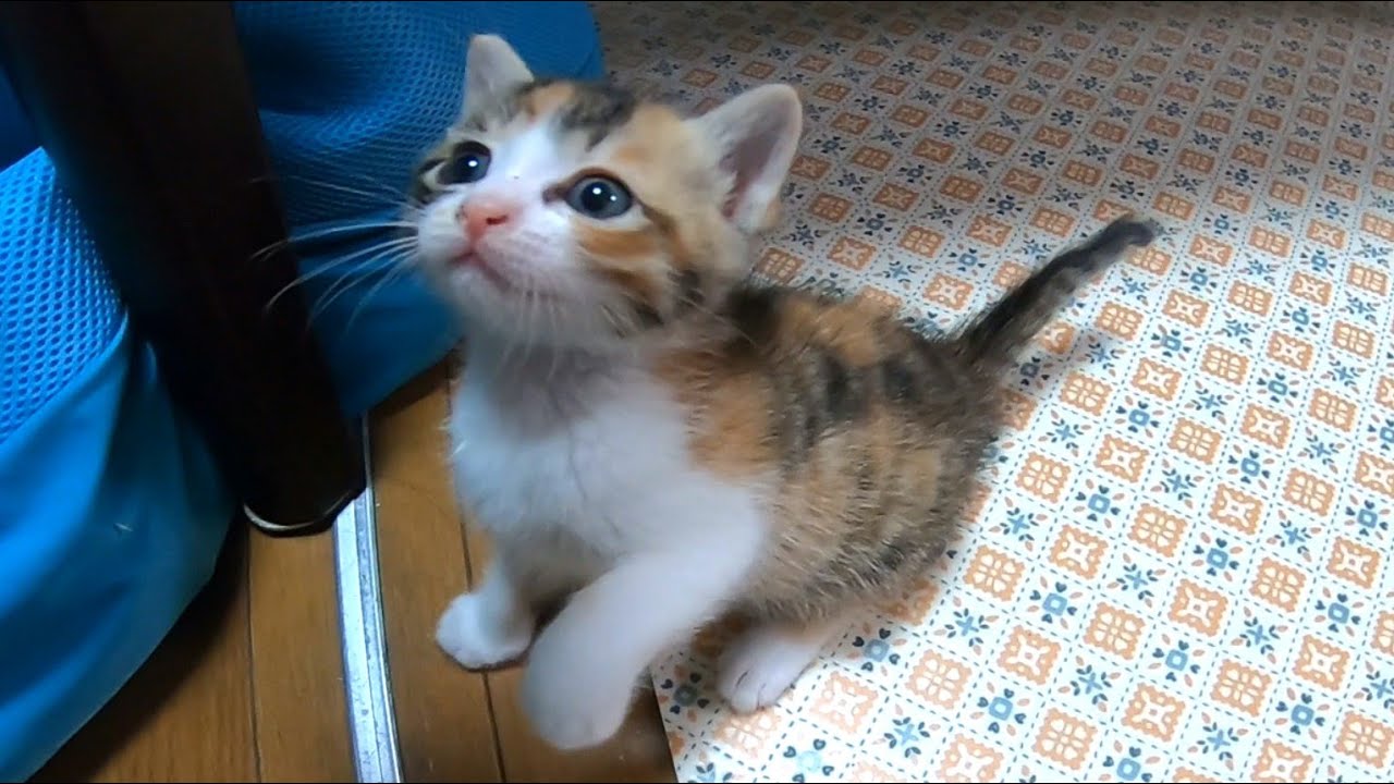 悲しそうな子猫に手を差し伸べると一瞬でご機嫌になりはしゃぎだす。家の中で迷子になった子猫のミコちゃん。【赤ちゃん猫】【保護猫】