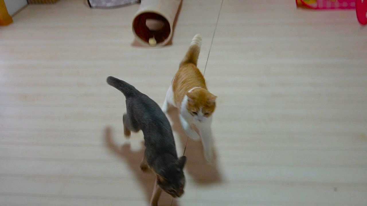 本日の暴れっぷり【スコティッシュフォールド】【アビシニアン】