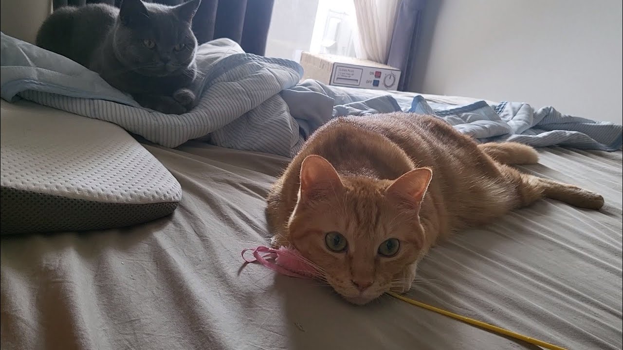 猫たちとまったりする朝【ブリティッシュショートヘア】【茶トラ】