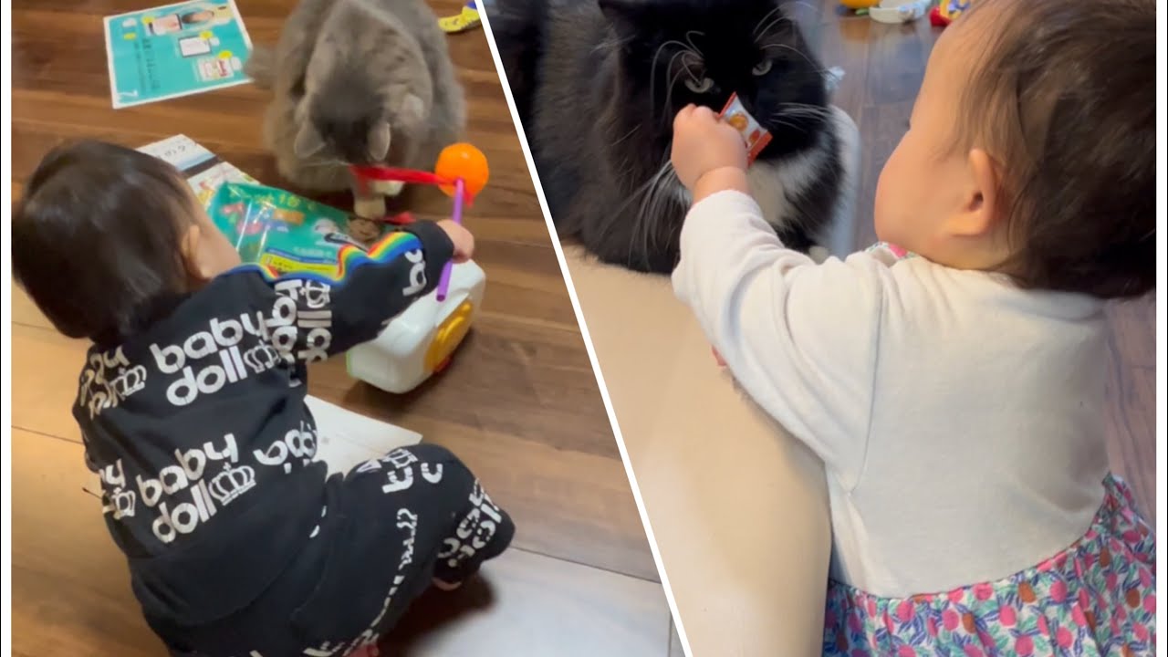 猫によって遊ぶオモチャを使い分ける赤ちゃんと結局釣られる猫　ノルウェージャンフォレストキャット　A cat played with a favorite toy from a baby