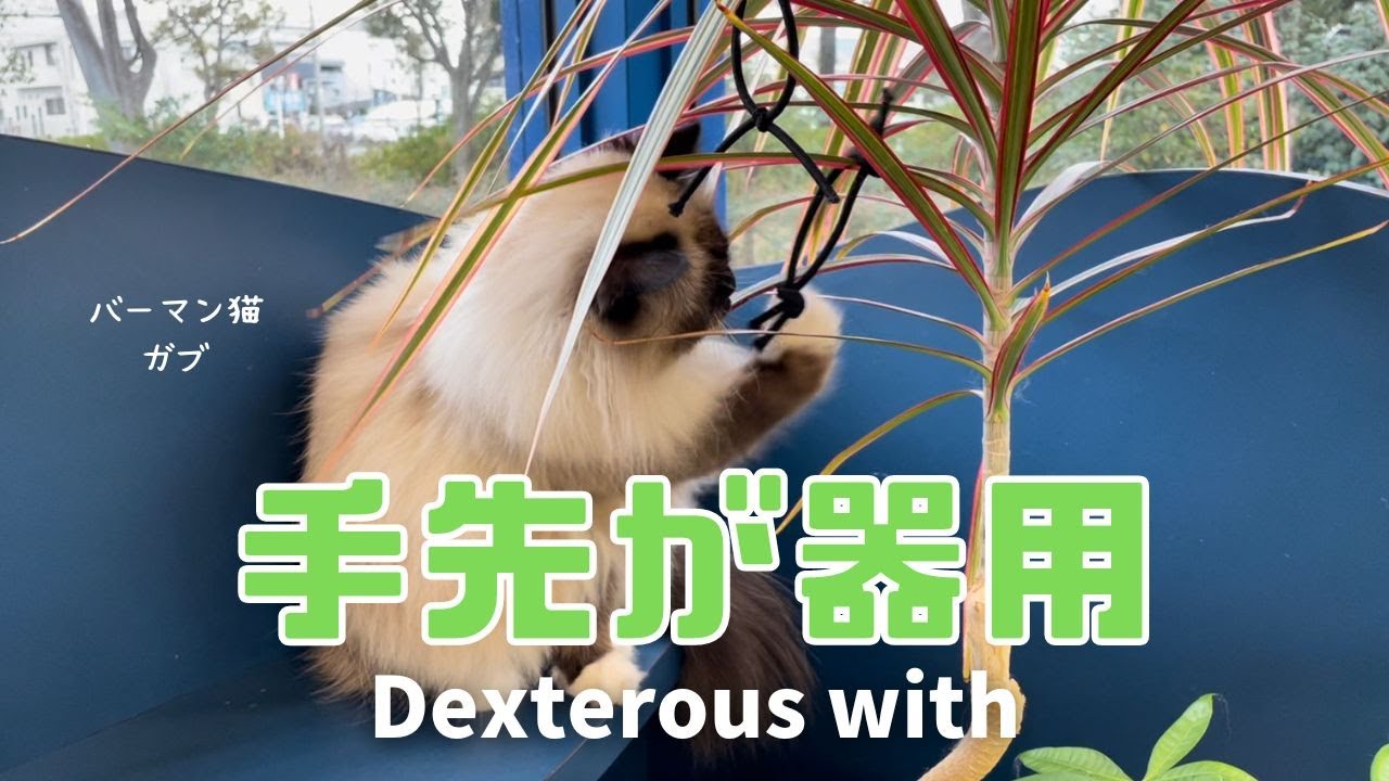 バーマン猫ガブ【手先が器用】Dexterous with hands（バーマン猫）Birman/Cat