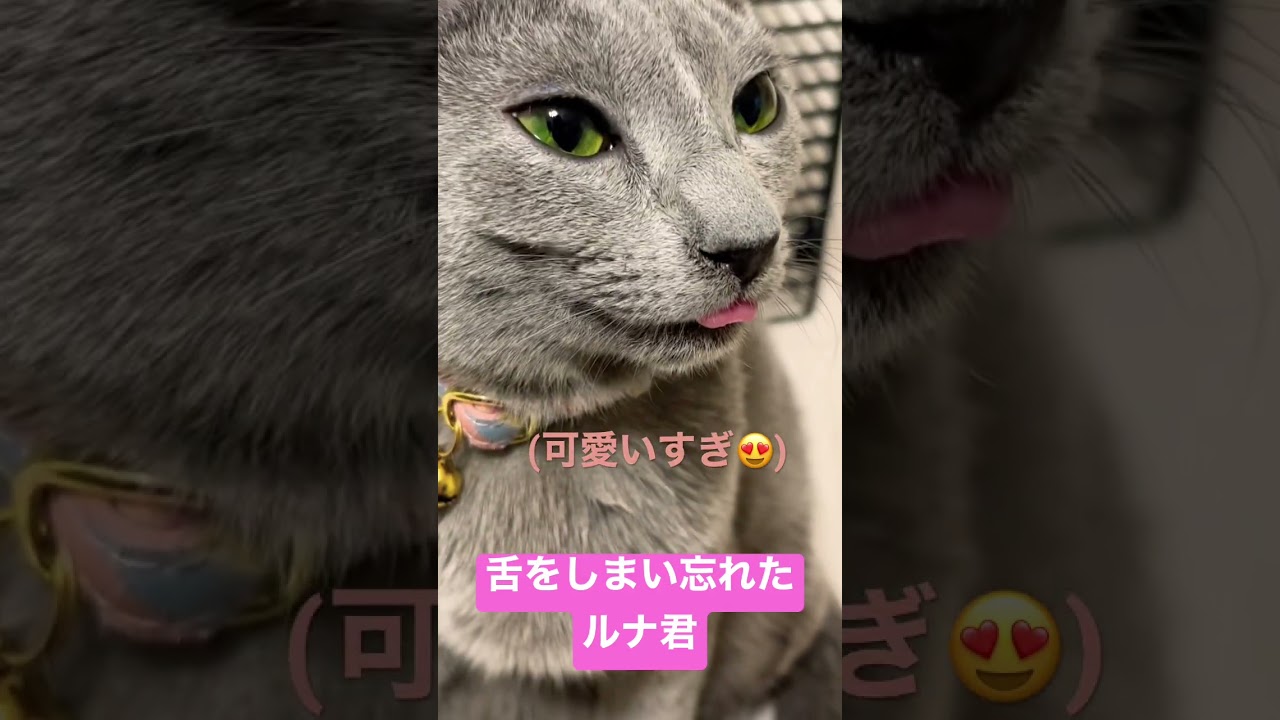 舌をしまい忘れた子猫がかわいすぎる|#ロシアンブルー #猫 #子猫 #cat #catcute #かわいい猫#kitten