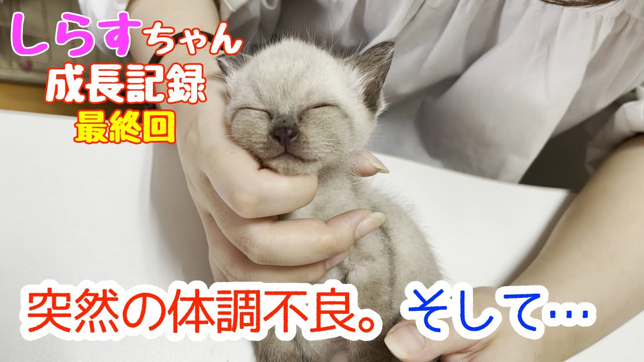 【母親とはぐれた子猫】皆さまに悲しいお知らせがあります