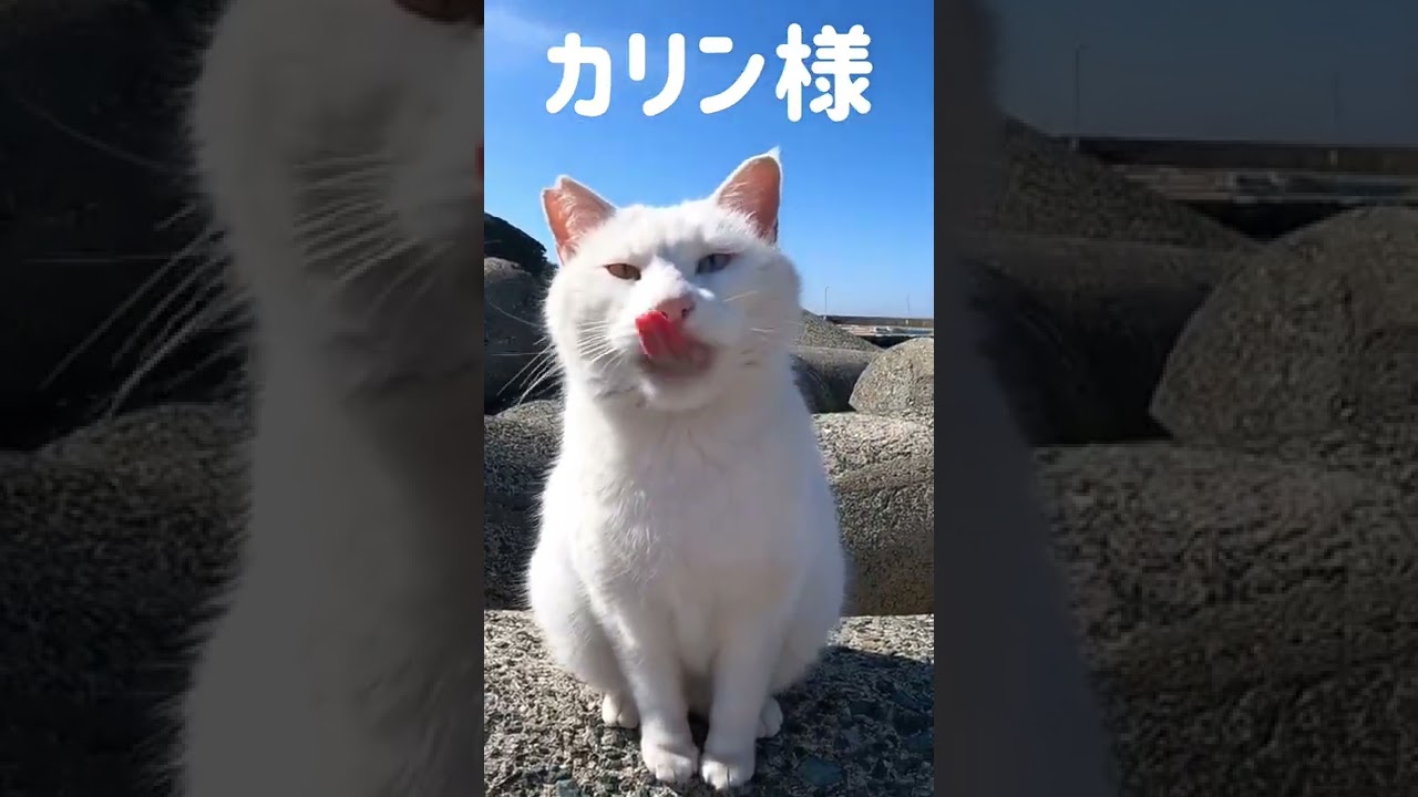 あの凶暴猫のカリン様が最高の甘えた鳴き声です Ferocious cat #shorts