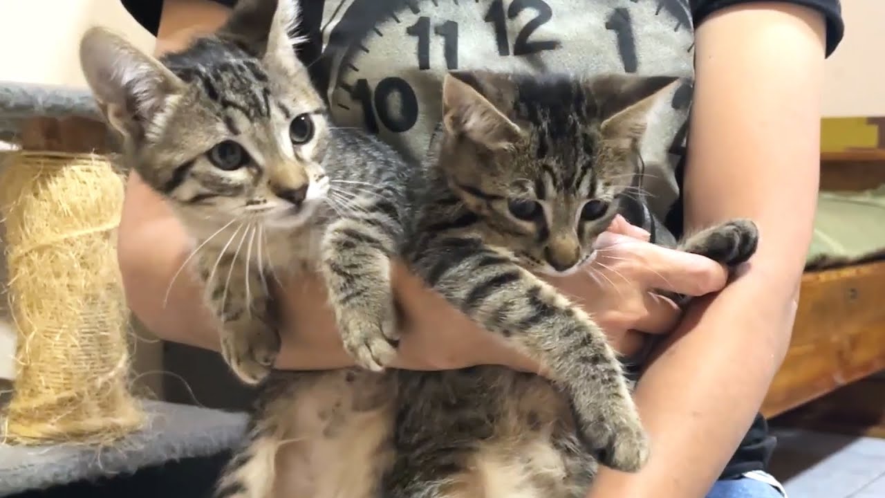 【ご報告】子猫たちを新居で先住猫と息子に会わせたら予想外の反応だったので決断しました…