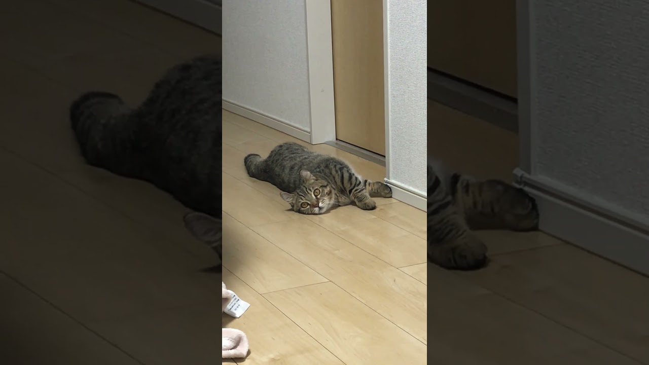 地震が起きたときの子猫の反応が予想外すぎる　/キンカロー　マンチカン×アメリカンカール　#Shorts