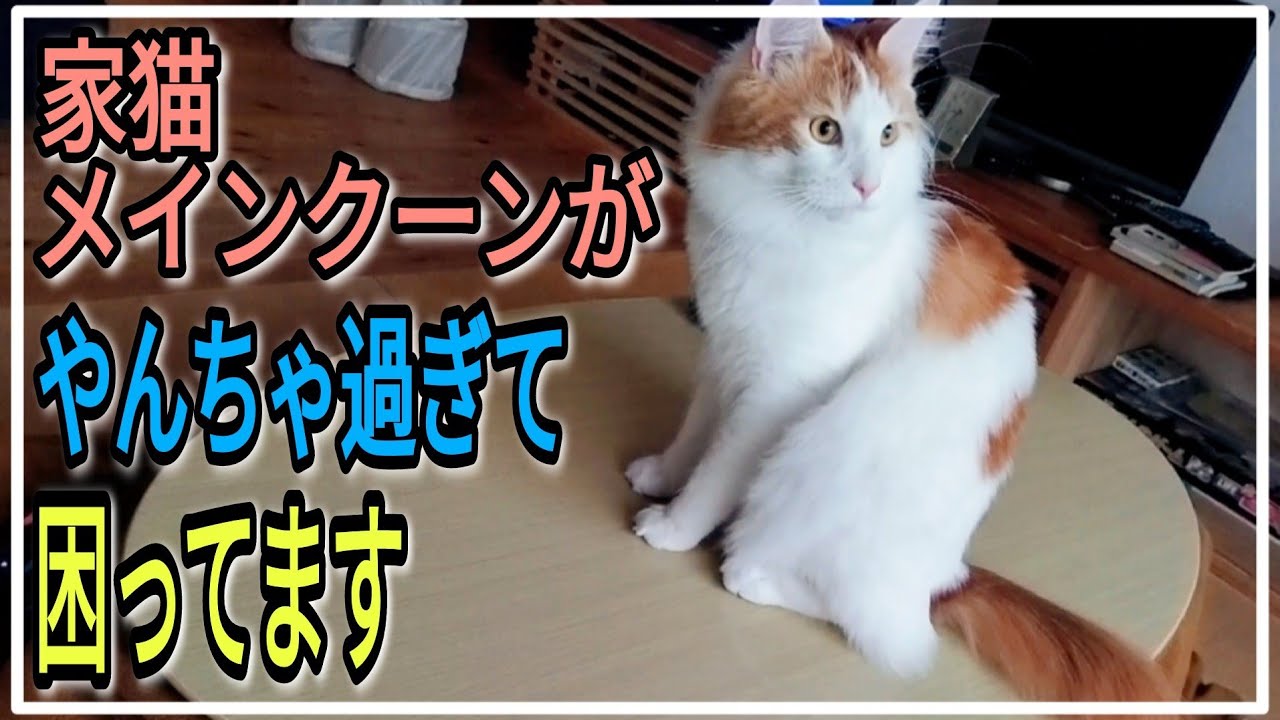 【猫日常】ピンポンダッシュしまくる家猫メインクーン Mainecoon plays Ping Pong.