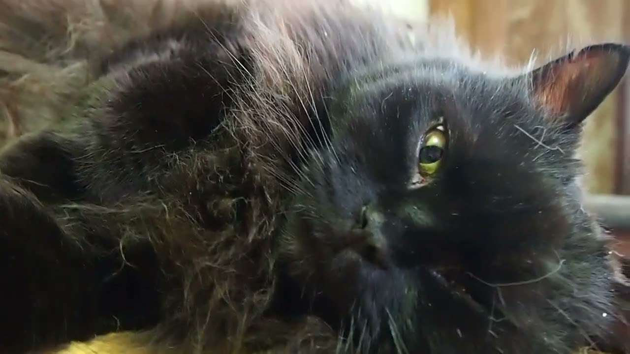 Lucullus,the Selkirk Rex セルカークレックスのルクルス