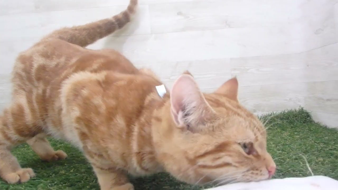 Coo&RIKU　No00615044 アメリカンショートヘアー