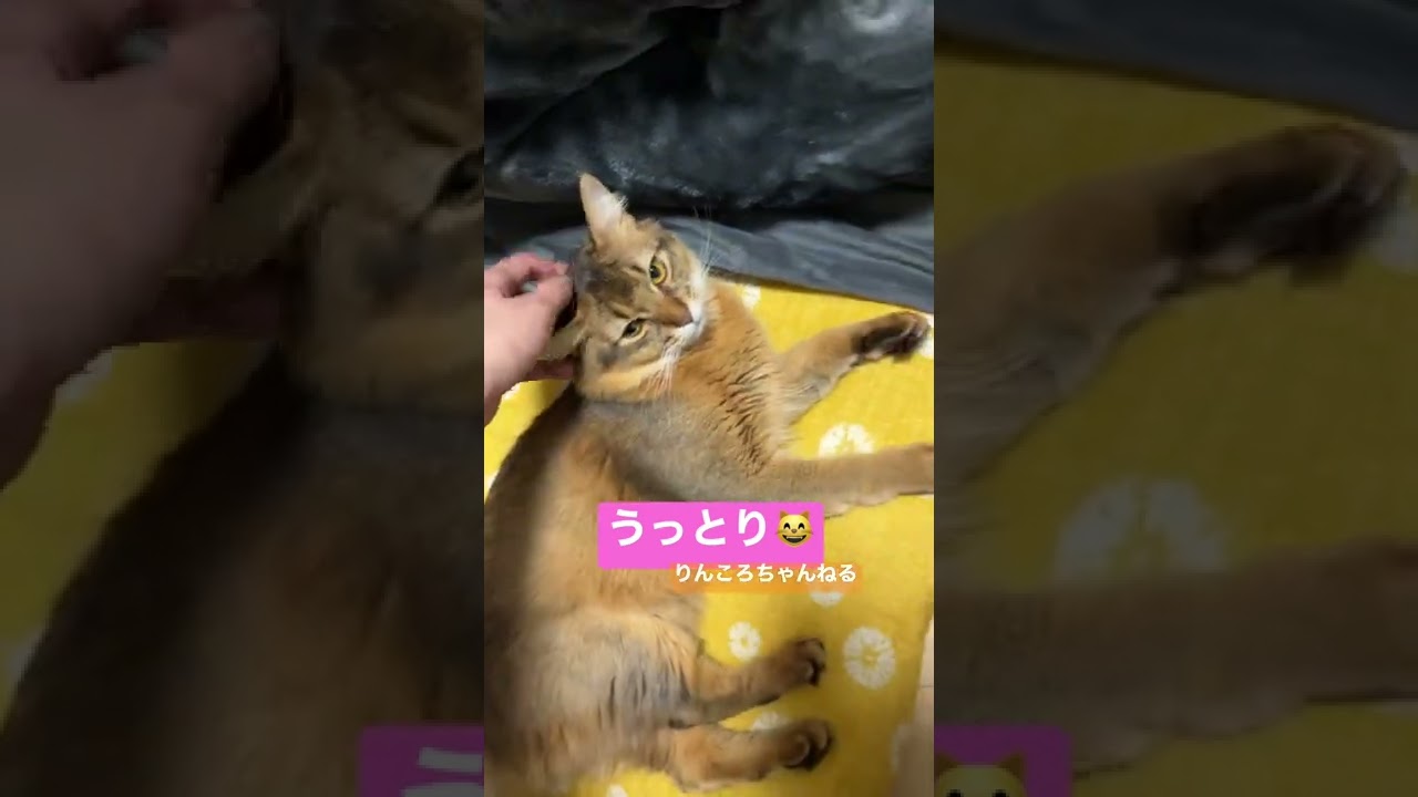 うっとり😸【りんころちゃんねる】#shorts #ねこ #ソマリ #ねこのいる生活 #ねこのいる暮らし