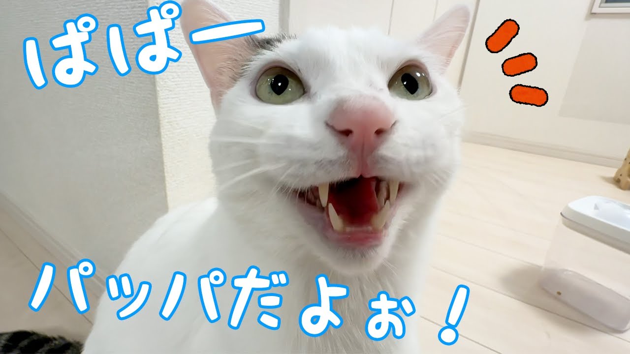 パパが少し元気になったのが嬉しくて喋りまくるチロさん【ママはダメ】