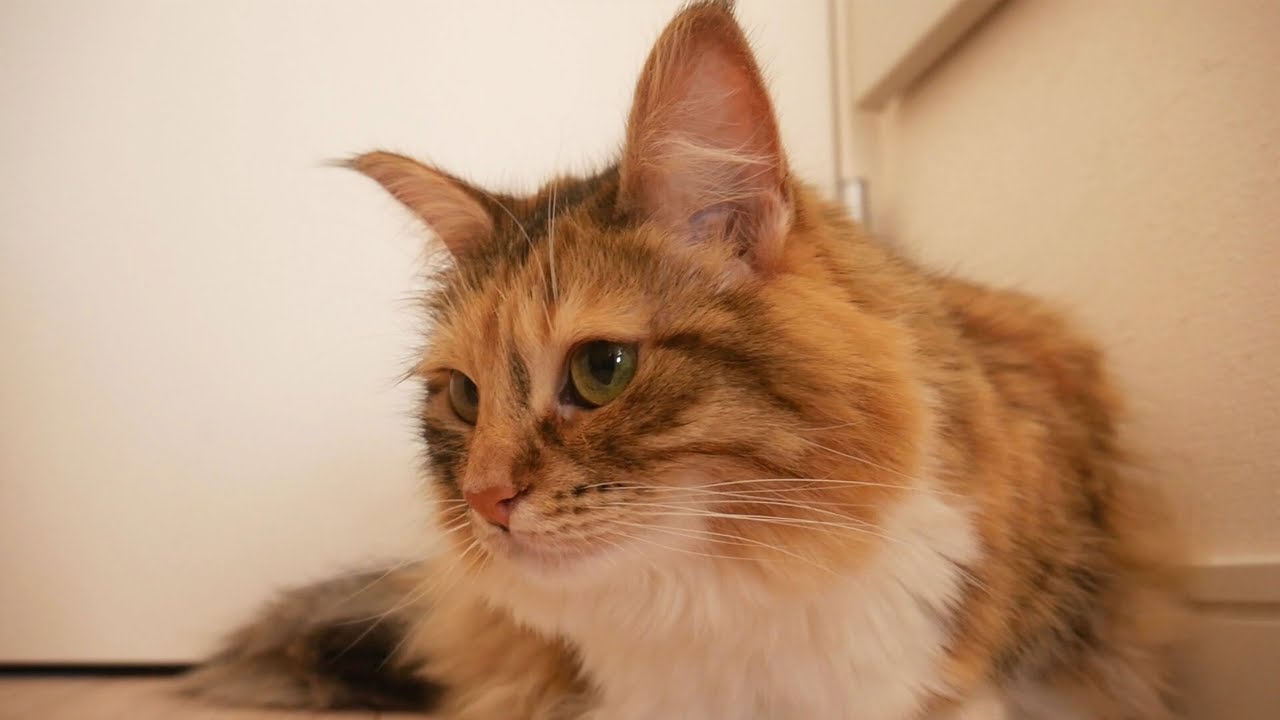 ちゃちゃはノルウェージャンじゃなかった！？