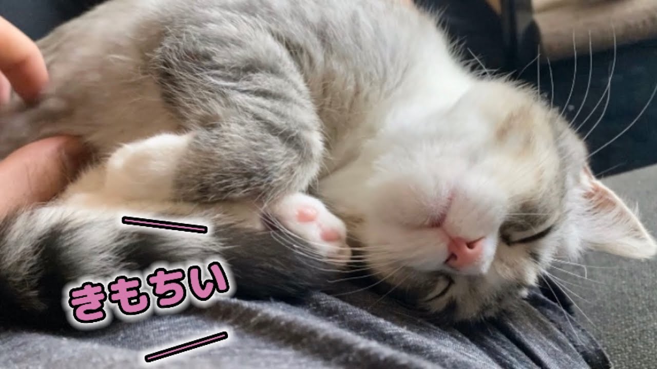 甘えんぼ子猫のもふもふタイムが始まりますよ…【スコティッシュフォールド】