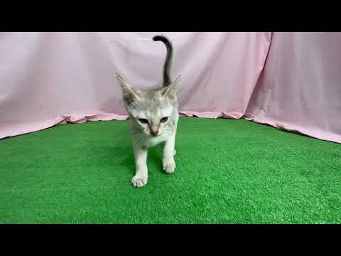 9月1日生まれのシンガプーラの女の子☆