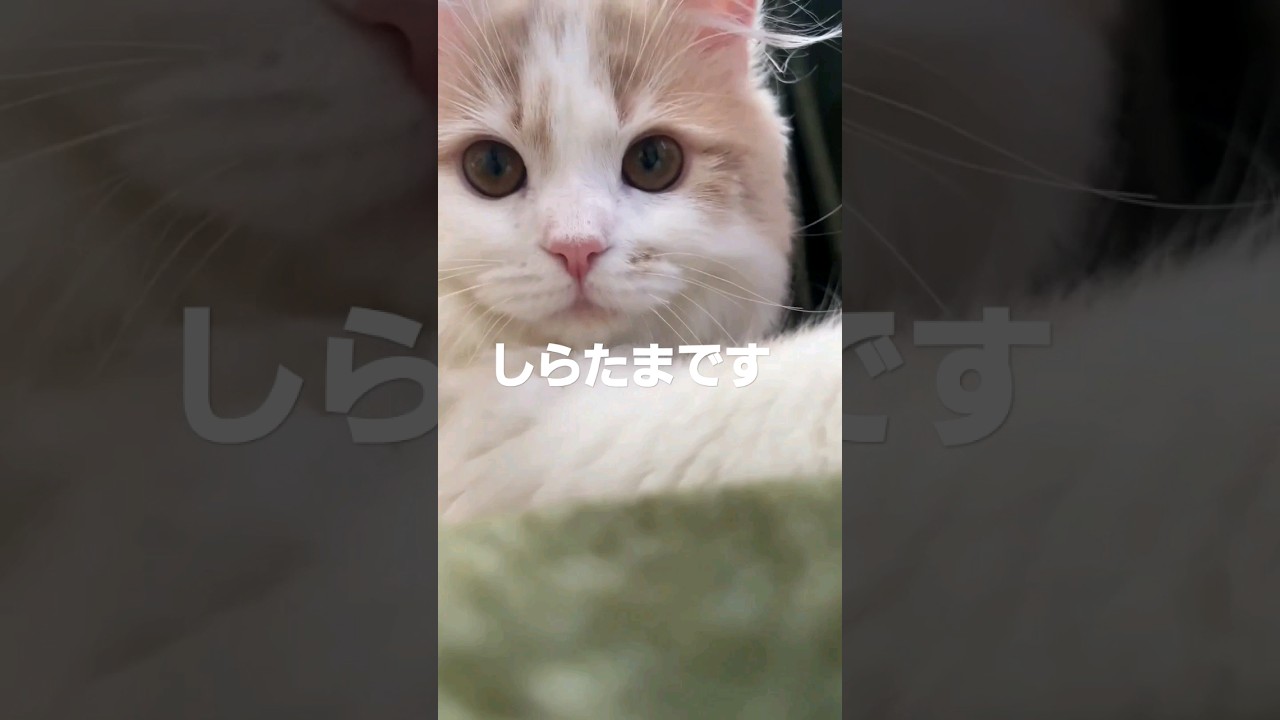 【子猫】汚れが気になる猫#ラガマフィン #cat #ajr  #shorts #綺麗のこだわり