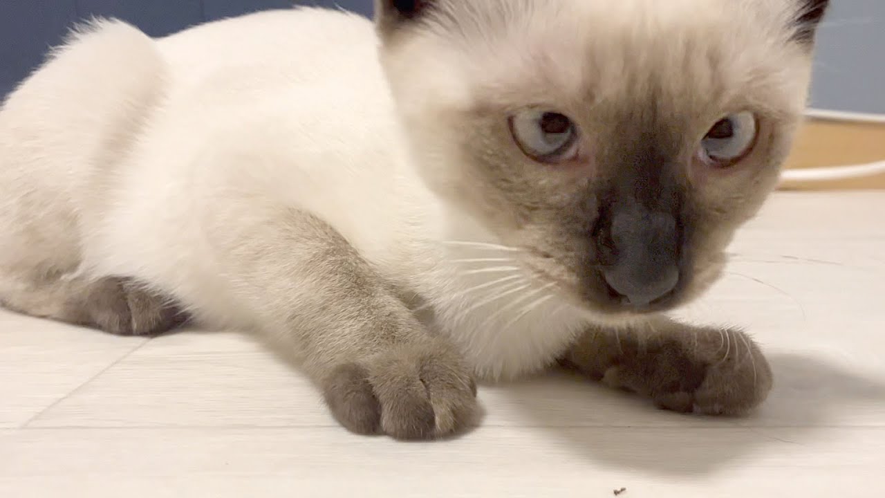 寄り目になるシャム猫
